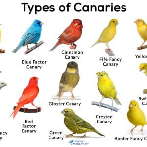 buy canary birds online